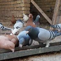 کبوتر پلاکی