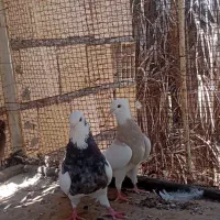 کفتر طوق سور