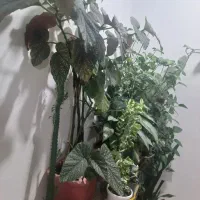 تعدادی گل|گل و گیاه طبیعی|اردبیل, |دیوار