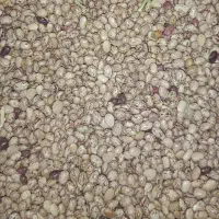 لوبیا چیتی کوشا