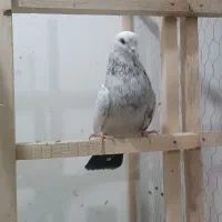 مافوق سووپرش