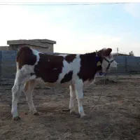 گوساله های درجه یک با مدیریت بهروز کر