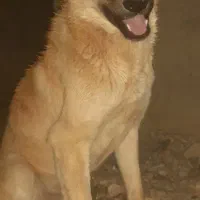 واگذاری توله سرابی