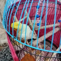 فروش عروس هلندی