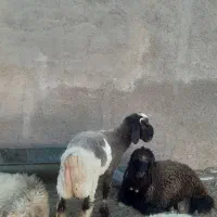 بره پروار