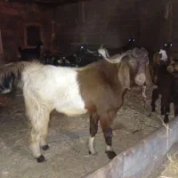 فروش کهره ، لطفا تماس|حیوانات مزرعه|جم, |دیوار