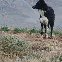 وگذاری سگ لاس|سگ|بروجن, |دیوار