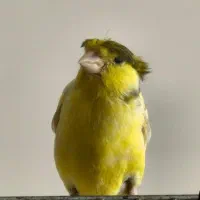 قناری نر دهن سهره