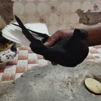 سلام کفتر دارم و عروس عالی هستن