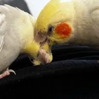 عروس هلندی سخنگو