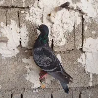 ۱۰عدد پلاکی|پرنده|بوشهر, |دیوار