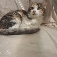 واگذاری سیمبا|گربه|تهران, مختاری|دیوار