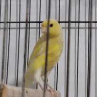 قناری طلایی ماده|پرنده|شیراز, شهرک مهدی‌آباد|دیوار