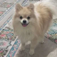 سگ پامر روباهی نر