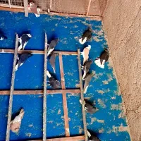 اهواز کی الصافی