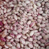 منجیل شهرک ایثارگران خ امینی