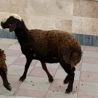 شیشک سه شیره