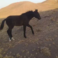 کره اسب مادیان فروشی مادر یقره|اسب و تجهیزات اسبسواری|تربت جام, جامرود|دیوار