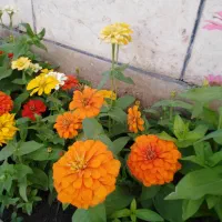 فروش خانه ویلایی ۵۲۳ متری ۵ خوابه در مخابرات