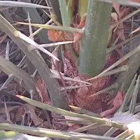 چند عدد نخل