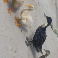 چهار عدد اردک