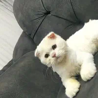 گربه اسکاتیش دبل فولد