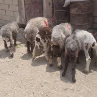 معاوضه ای گوسفندوبز باهرچیزی که هم قیمتشون باشه|حیوانات مزرعه|رامشیر, |دیوار