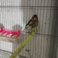 فروش ۳ تا قناری|پرنده|شاهرود, |دیوار