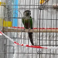 طوطی گرینچیگ مست مست حلقه دار سالونی|پرنده|هندیجان, |دیوار