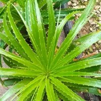 گل ختمی هندی