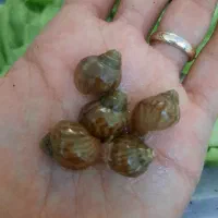 حلزون مارژیناتا ایماکولاتا|خزنده|اصفهان, چرخاب|دیوار