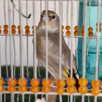 جوجه سهره