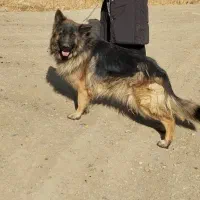 سگ ژرمن شولاین