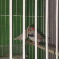 فنچ|پرنده|مشهد, انقلاب|دیوار