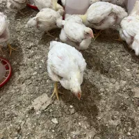 جوجه ۴۰ روزه گوشتی