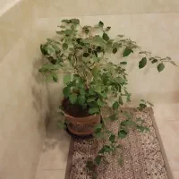 گل های زیبا باقیمت خیلی مناسب|گل و گیاه طبیعی|مرند, |دیوار