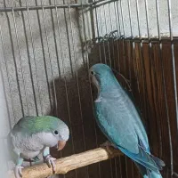 فروش جفت راهب|پرنده|ماسال, |دیوار