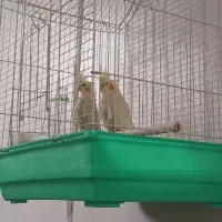 عروس هلندی|پرنده|خمینی‌شهر, |دیوار