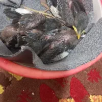 3عدد جوجه مینای شاه تخم شهریار