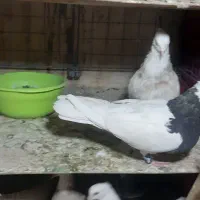 کبوتر طوقی|پرنده|تهران, شهرک شریفی|دیوار