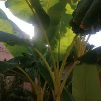 نهال درخت موز و انجیر ( گلابی)