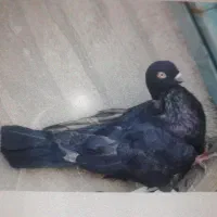 ماده زاغ زغالی انگلیسی