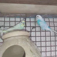 مرغ عشق اسپانگل مولد