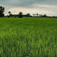 زمین کشاورزی|فروش دفتر صنعتی، کشاورزی، تجاری|خمام, |دیوار