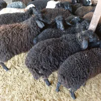 بره نره ماده|حیوانات مزرعه|تاکستان, |دیوار