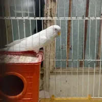 مرغ عشق نر و ماده