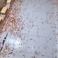 ماهی قرمز خیلی خوب