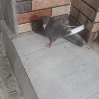 کفتر|پرنده|بم, |دیوار