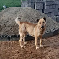 سگ ماده  سرابی ۲ساله گله ای جونوری  آدمی