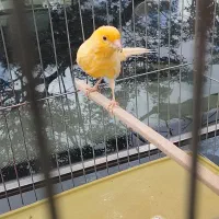 قنار نر بخون سلامت